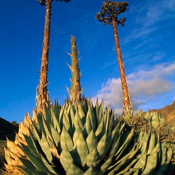 Reposado Tequila Corralejo Empty 1000ml Collectible Bottle! - Picture 15 of 16